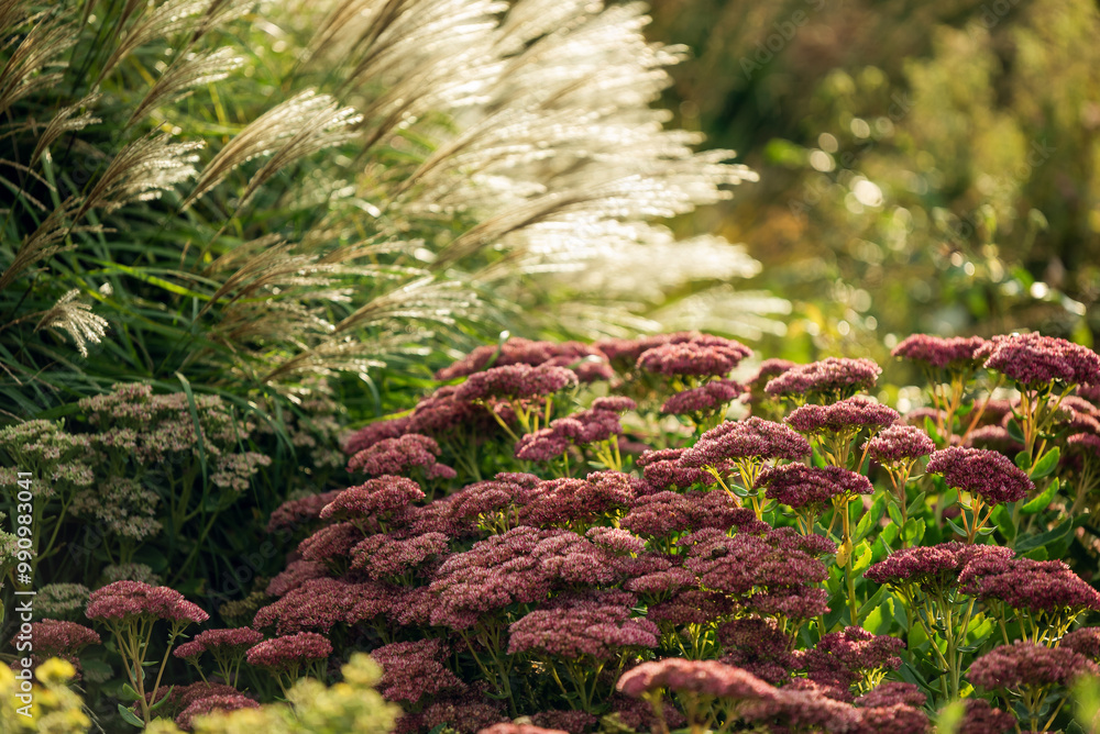 Fototapeta premium Jesienny ogród z trawami i kwiatami, tapeta.