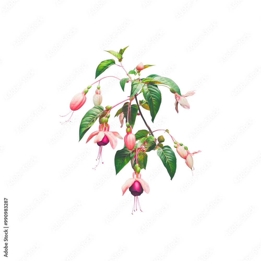 Blooming Fuchsia Branch with Pink Flowers Blooming Fuchsia Branch with Pink Flowers