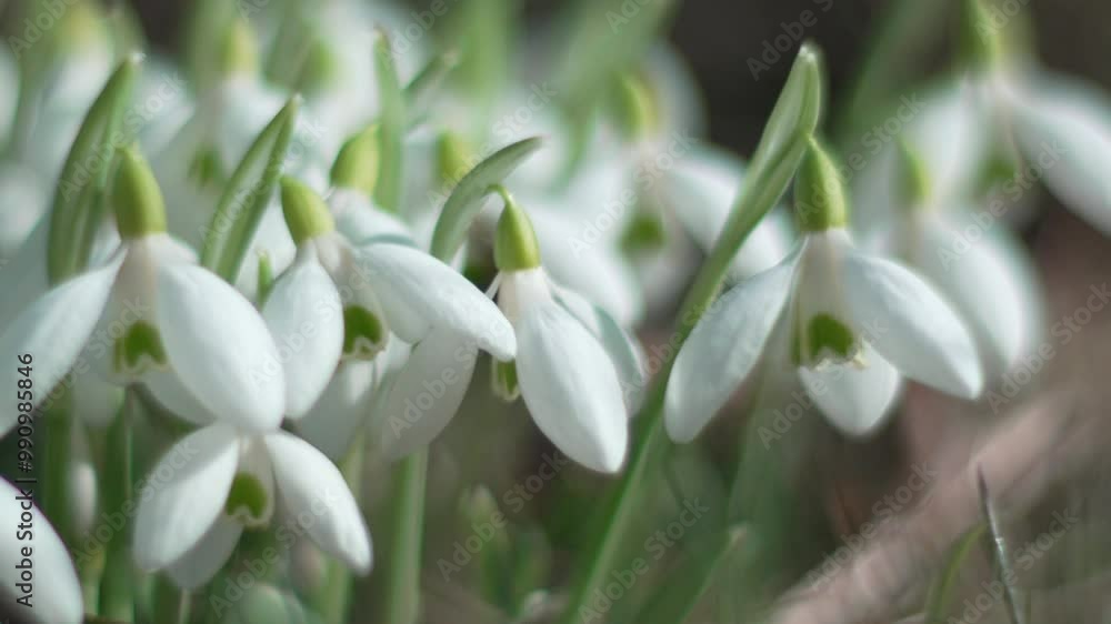 Snowdrops, flower, spring. White snowdrops bloom in garden, early spring, signaling end of winter. Snowdrops, flower, spring. White snowdrops bloom in garden, early spring, signaling end of winter.