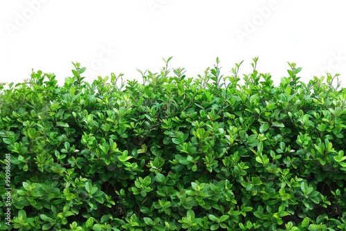 Green Bush Background. Isolated White Bush with Green Shrubs in Garden