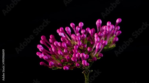 Time-lapse photography of smelly peonies blooming