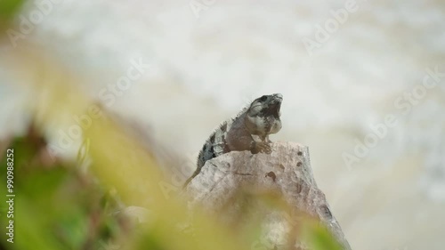 Iguanas on the Beach in Tulum, Mexico