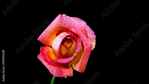 Rose blossom time-lapse photography