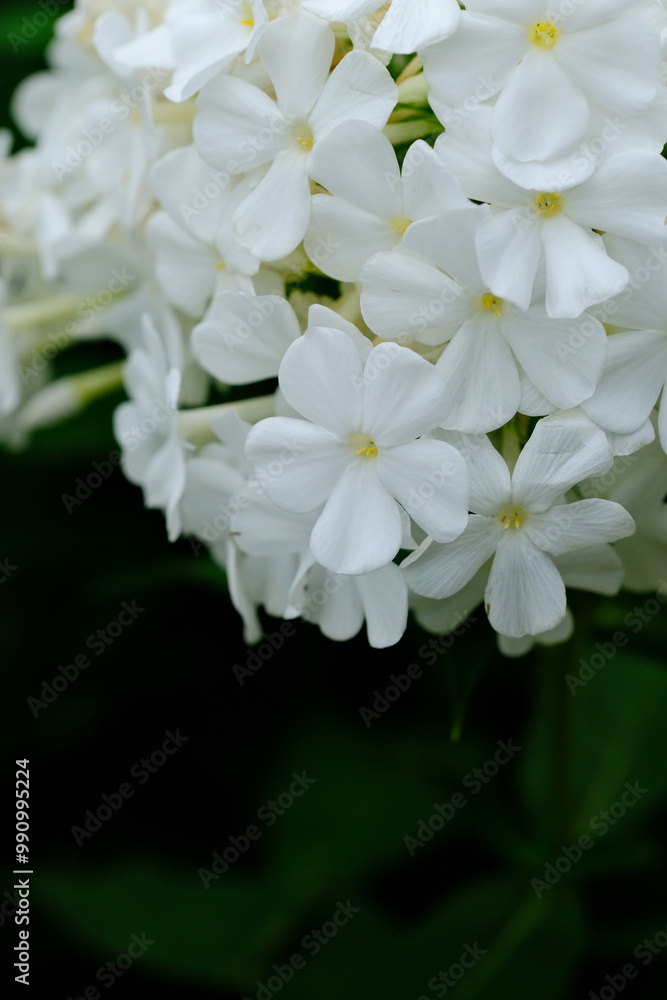 White hydrangea flowers White hydrangea flowers