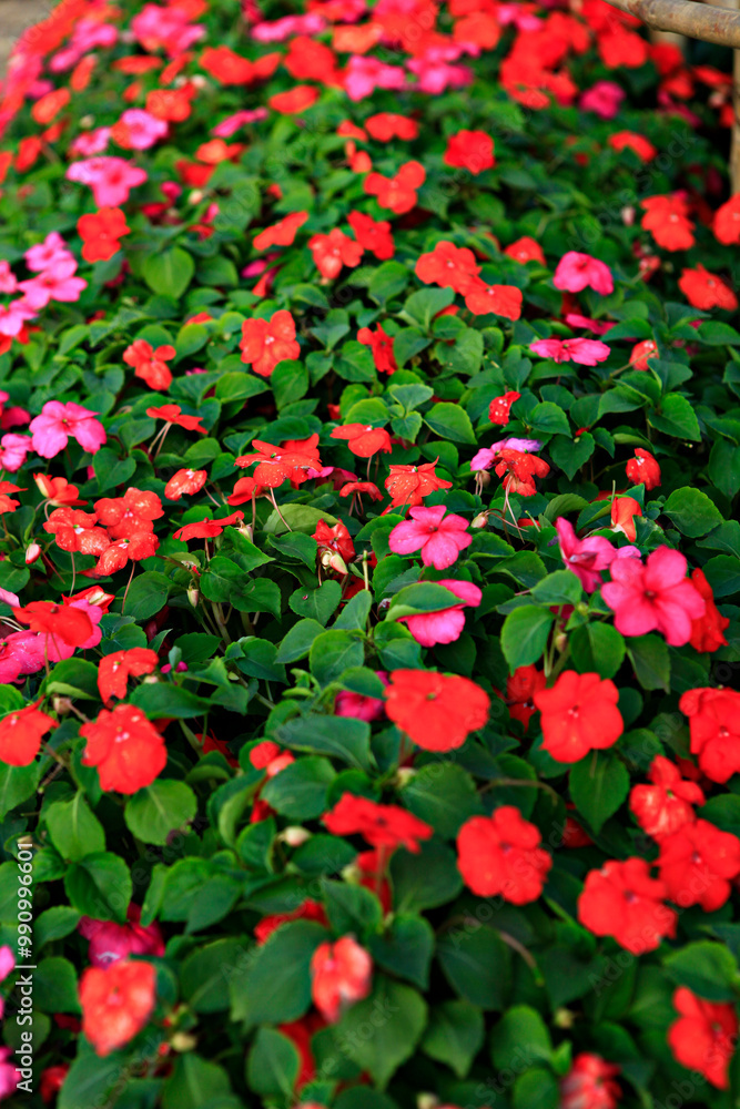 Fototapeta premium Background of New Guinea Impatiens flowers (Impatiens hawkeri w. bull., New Guinea Hybrids) and their leaves, Close up