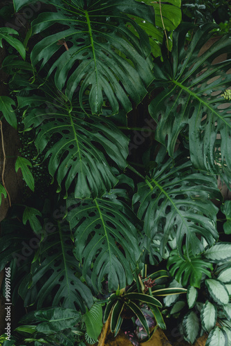 Dark tropical leaves, dark leaves background, leaves in coffee shop