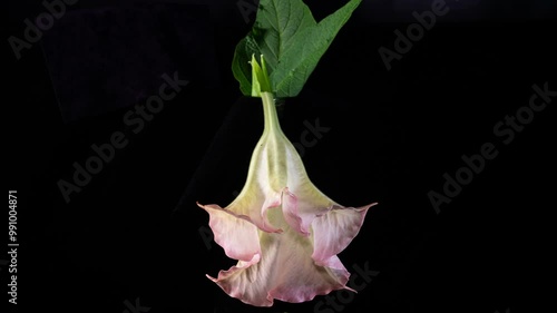 Datura grandiflora bloom time-lapse photography