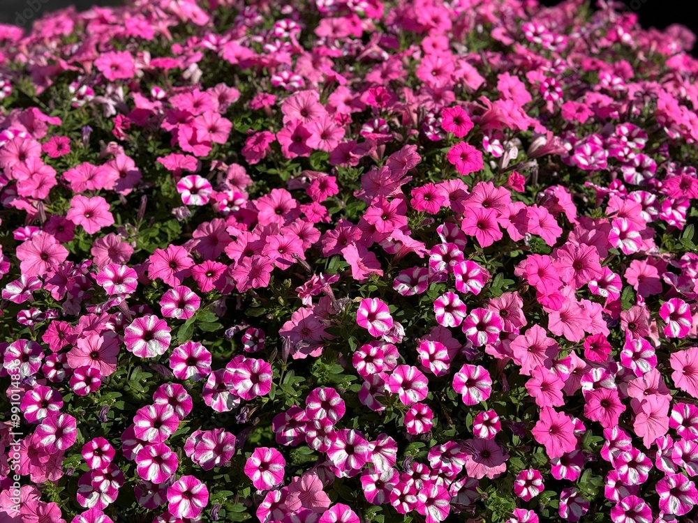 Abundance pink petunia flowers in garden Abundance pink petunia flowers in garden