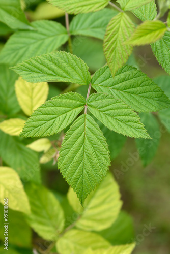 Wallpaper Mural European red raspberry leaves Torontodigital.ca