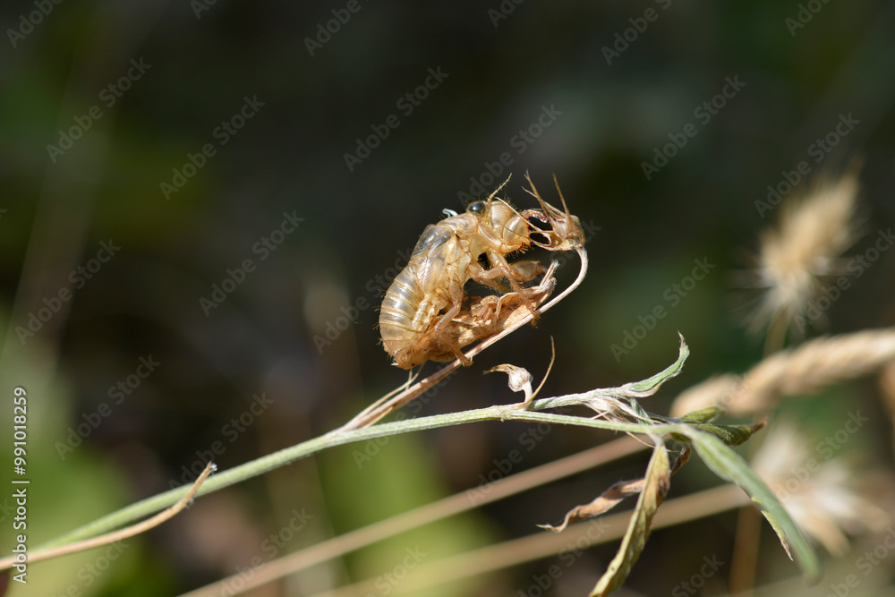 Abandoned cicada exoskeleton on a blade of grass Abandoned cicada exoskeleton on a blade of grass
