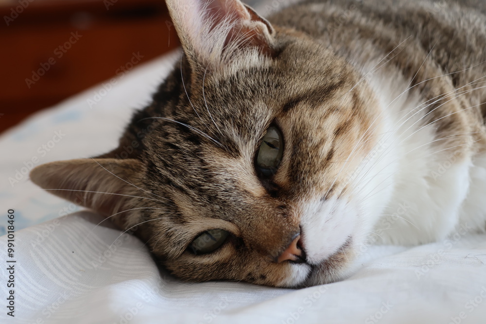 Naklejka premium Female European domestic cat