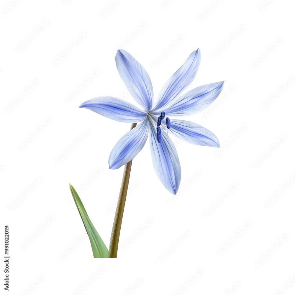 Single Blue Striped Flower Isolated on White Background Single Blue Striped Flower Isolated on White Background