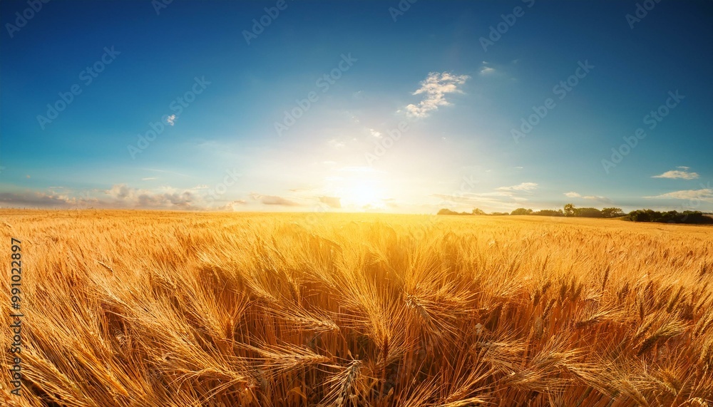 Obraz premium Golden Wheat Field at Sunrise/Sunset with Clear Blue Sky
