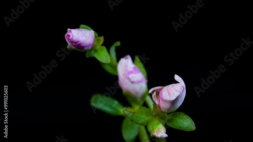 Sunflower blooming time-lapse photography