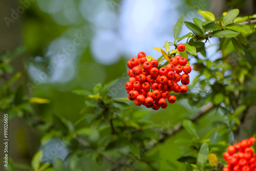 rowan berries on a shrub twig