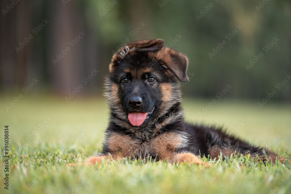 German Shepherd puppy at the park on green grass and sunny day. Playful 8 week old puppy. German Shepherd puppy at the park on green grass and sunny day. Playful 8 week old puppy.