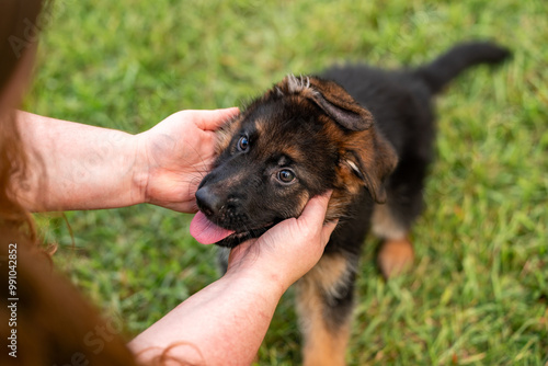 German Shepherd puppy at the park on green grass and sunny day. Playful 8 week old puppy.  photo