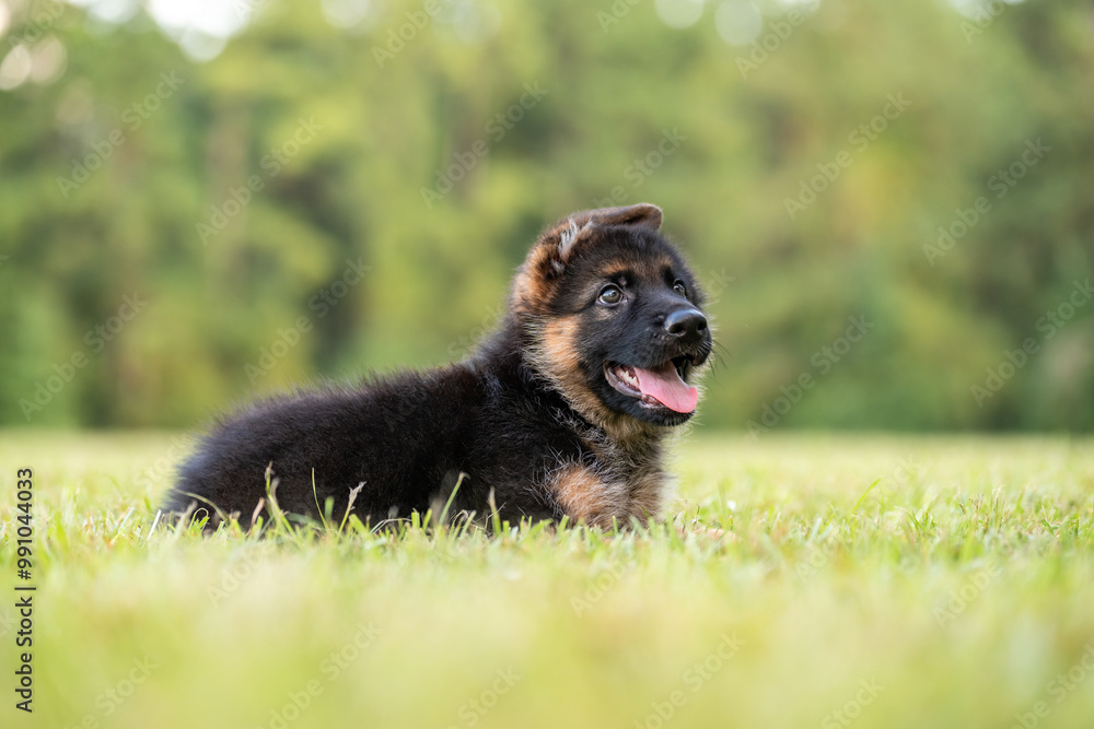 German Shepherd puppy at the park on green grass and sunny day. Playful 8 week old puppy. 
