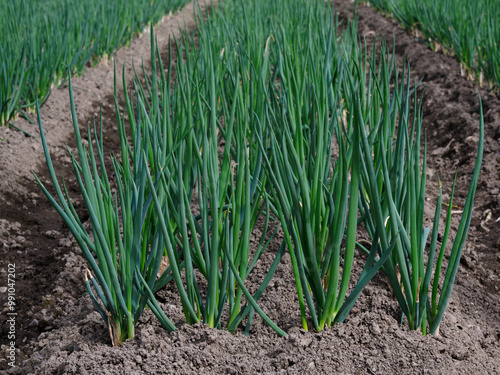 京都の畑の九条ネギ