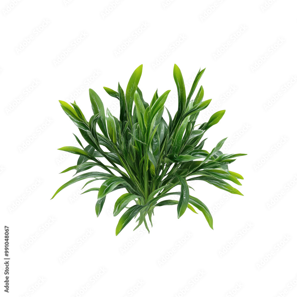Fototapeta premium Lush Green Grass Plant Isolated on White Background