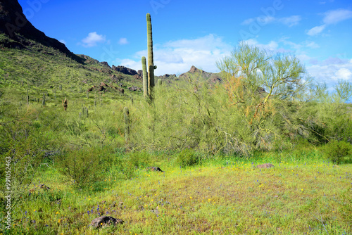 Sonora Desert Arizona Picacho Peak State Park photo