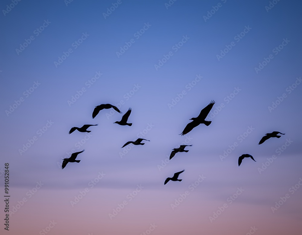 Fototapeta premium A flock of birds soars across the sky at twilight, their dark silhouettes standing out against the deepening shades of blue and purple.