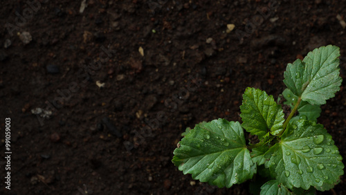 plant in the ground