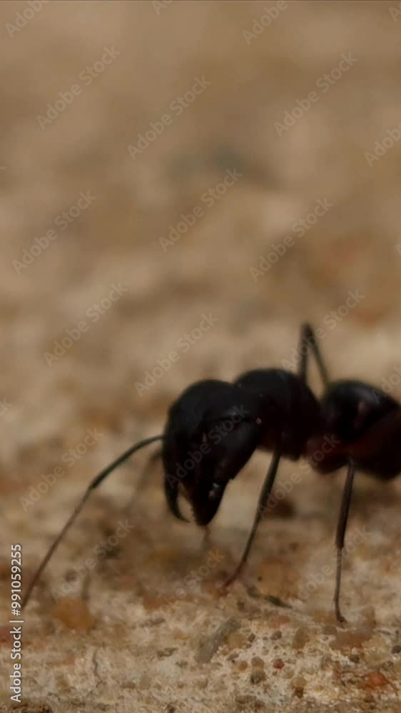Close up of black ant in vertical slow motion. Close up of black ant in vertical slow motion.
