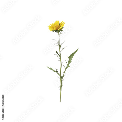 Wallpaper Mural Single Yellow Wildflower on White Background Torontodigital.ca