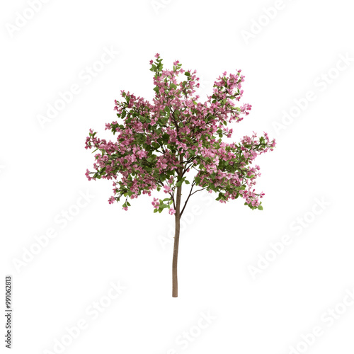 Blooming Pink Tree Isolated on White Background