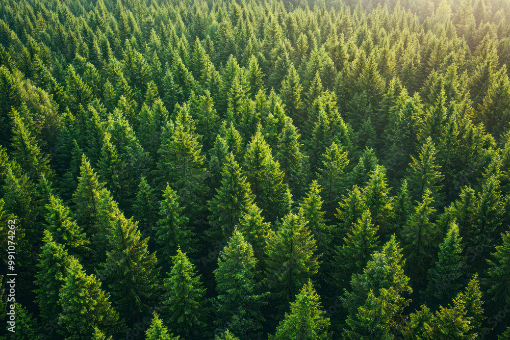 Aerial view of a nordic pines forest. Aerial view of a nordic pines forest.