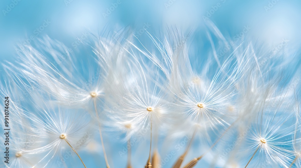 Obraz premium Dandelion Flower Under Blue Sky, Minimalist, Abstract Image, Texture, Pattern Background, Wallpaper, Cover and Screen of Smartphone, PC, Laptop, 9:16 and 16:9 Format