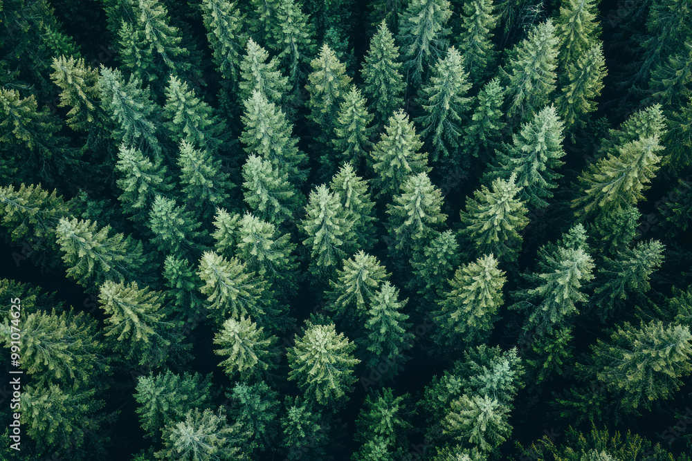 Aerial view of a nordic pines forest. Aerial view of a nordic pines forest.