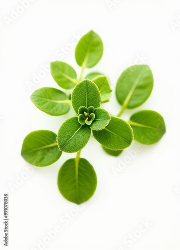 Green Leaves on White Background