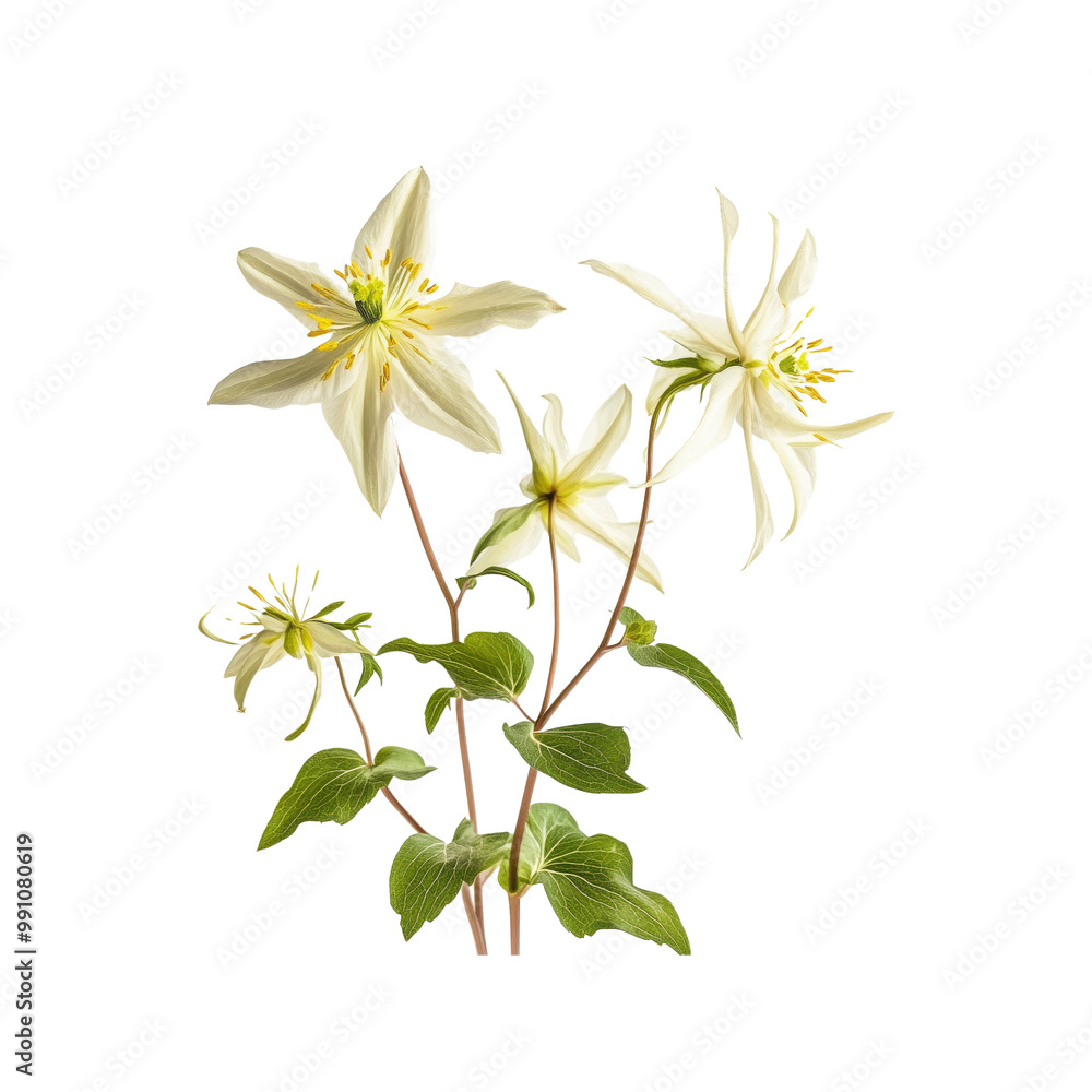 White Wildflowers with Green Leaves White Wildflowers with Green Leaves