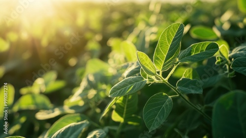 Closeup of green soybean leaves in a field with blurred background.