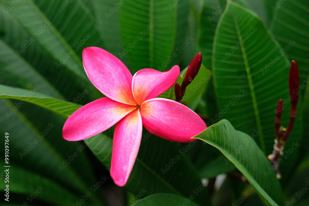 Fototapeta premium pink frangipani flower