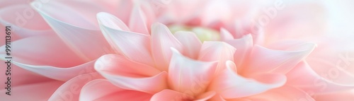 A close up of a pink flower with a white center