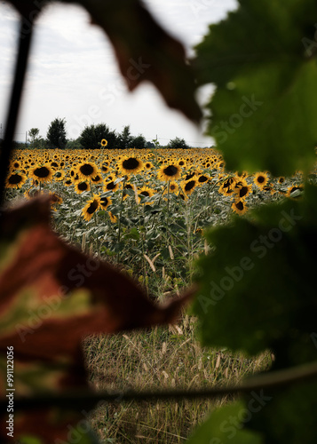 Foto scattata nelle colline attorno a Tassarolo ad un campo di girasoli. photo