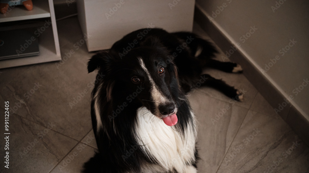 Foto scattata all'interno di una casa a Diano Marina ad un cucciolo di Border Collie.