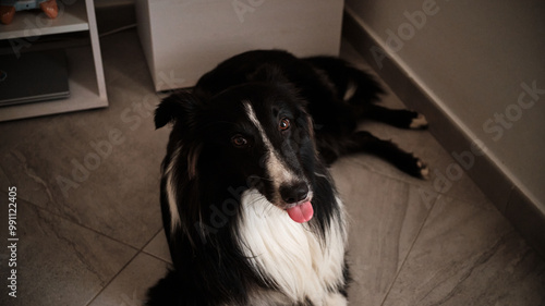 Obraz na płótnie Foto scattata all'interno di una casa a Diano Marina ad un cucciolo di Border Collie. w salonie