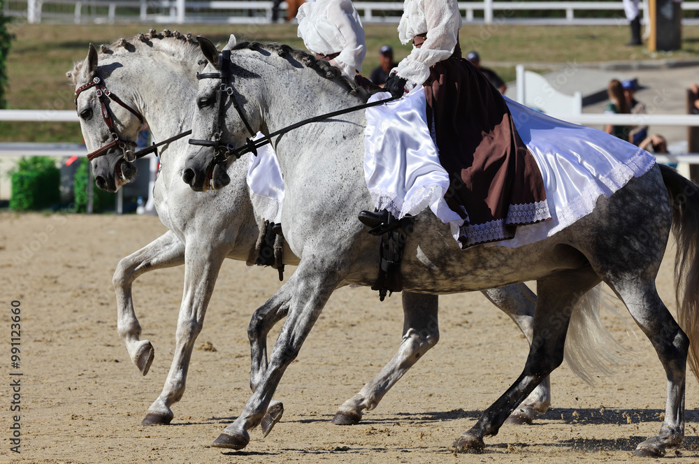 Pair andalusian white horse portrait against manege background
