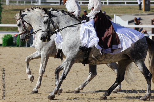 Obraz na płótnie Pair andalusian white horse portrait against manege background w salonie