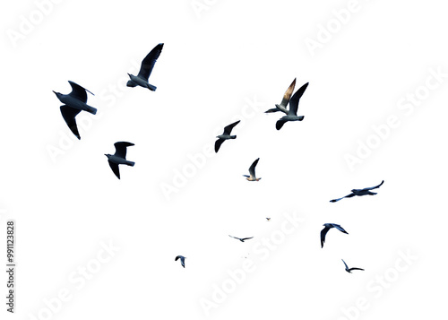 Many birds flying on sky isolated on white background.  photo