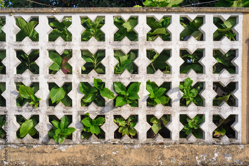 Arbusto de hortensia tras muro celosía de hormigón con motivo gráfico