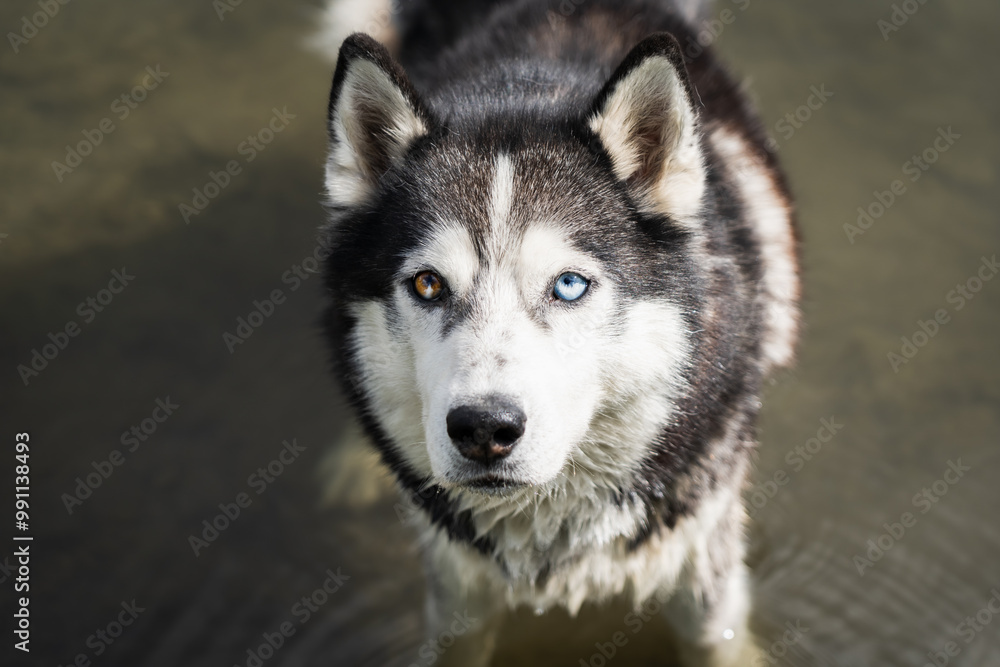 Siberian husky male with different colored eyes close-up photo. Siberian husky male with different colored eyes close-up photo.