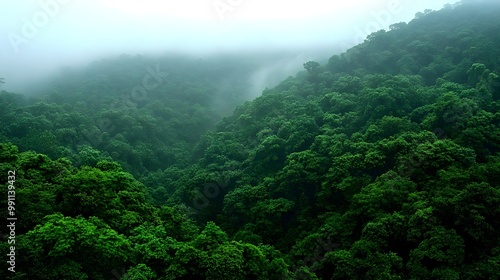 Lush green forest valley shrouded in mist, displaying natural beauty and serenity.