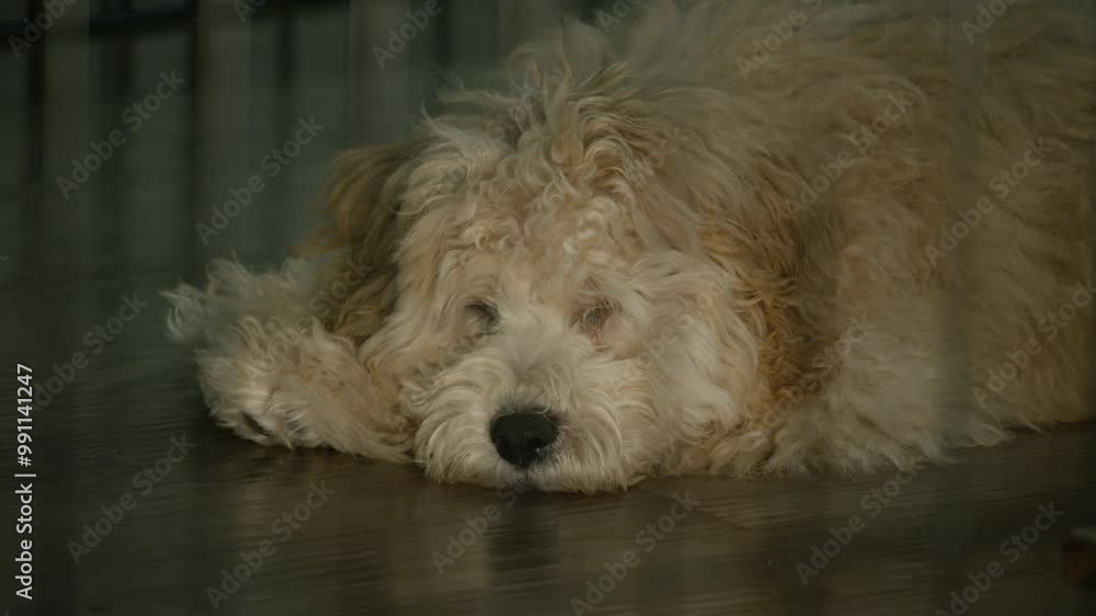 Sad fluffy Maltipoo dog is sleeping on the floor in a dark cage, then opens its eyes and falls asleep again. Cute Maltipoo dog in captivity. Sad fluffy Maltipoo dog is sleeping on the floor in a dark cage, then opens its eyes and falls asleep again. Cute Maltipoo dog in captivity.