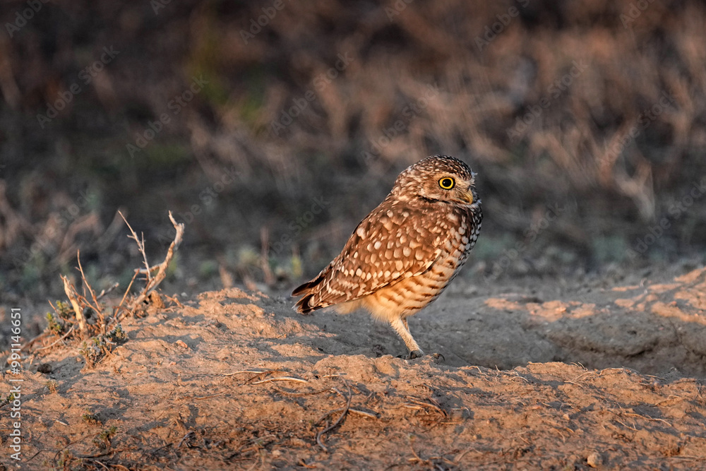 Burrowing owl sunrise