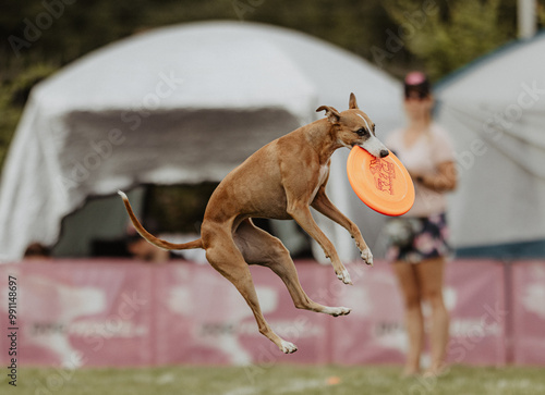 Obraz na płótnie Whippet łapie frisbee na zawodach dogfrisbee w salonie